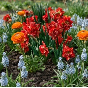 Set 30 Bulbi de Primăvară – Ranunculus Orange, Narcise Duble Red Passion și Muscari