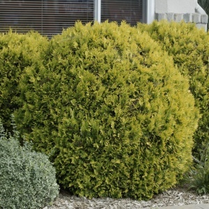 Thuja - Golden globe Ghiveci - 30 cm