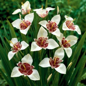 Tigridia - Grandiflora Alba – Pachet 5 bulbi - Img 2