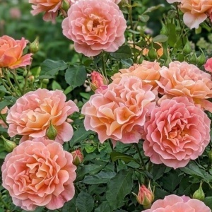 Trandafir Floribunda Apricot Dream - Radacina ambalata- Anul 2