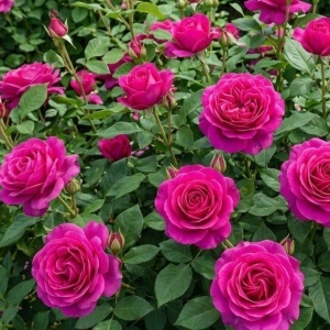 Trandafir Floribunda Parfumat Raspberry Sorbet- Radacina ambalata- Anul 2