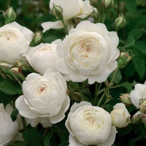 Trandafir Pomişor Ivory Grace – Rădăcină Ambalată – H 150-160 cm - Img 2