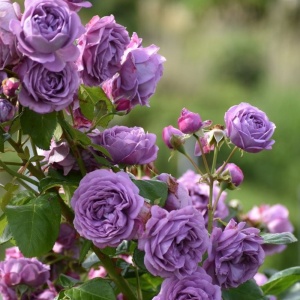 Trandafiri cățărători - Lavender Dream - Anul 3 - Ghiveci 2L