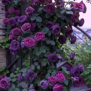 Trandafiri Cățărători Light Purple Parfumați - Anul 3 - Radacina ambalata