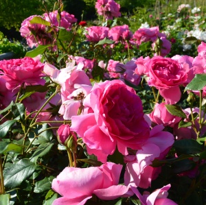 Trandafiri cățǎrători - Pink Cloud - Ghiveci 2L - Aqua Flowers - Img 4