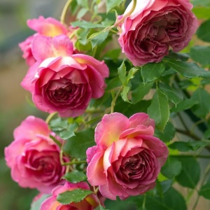 Trandafiri Cățărători - Rosalia Glow - Rădăcină Ambalată