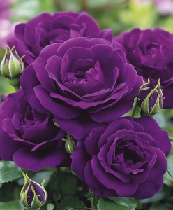 Trandafiri Floribunda - Minerva Fragrance- Ghiveci 3L - Aqua Flowers - Anul 3 - Img 1