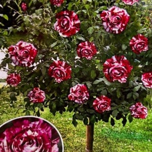 Trandafiri Pomisor - Aquarius Rose - Ghiveci 5L - Anul 2 - înălțime 140-160 cm la livrare - Aqua Flowers - Img 1