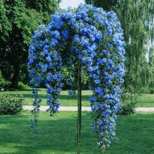 Trandafiri Pomișor Plângător Blue Serenity – Ghiveci 5L - H 150 - 160 cm