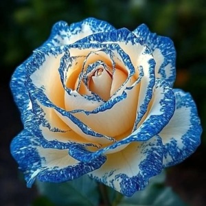 Trandafiri 'Rosa Garden' Hibrizi Arctic Wave - Rădăcină Ambalată Anul 2