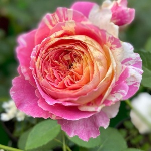 Trandafiri Teahibrid - Sunset Blush -Anul 3 -Radacina Ambalata