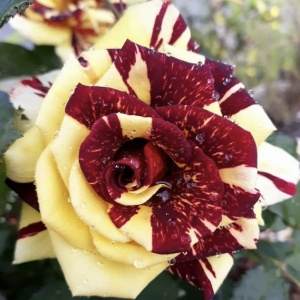 Trandafiri teahibrizi - Simsalabim - Rădăcină ambalată - Img 2