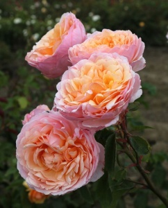 Trandafiri teahibrizi - Sunbelt Crazy Love - Radacina ambalata- Anul 2