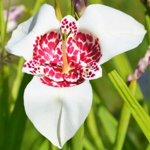 Trigridia - Grandiflora Alba – Pachet 5 bulbi - Img 3