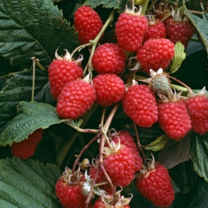 Zmeur Pomisor Glen Ample – Ghiveci 2L - Img 2