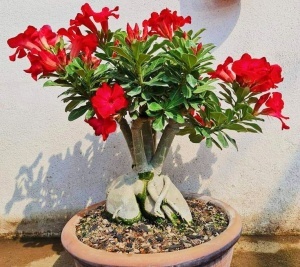 Adenium „Anouk Red” (Trandafirul Deșertului) – Ghiveci - Img 3