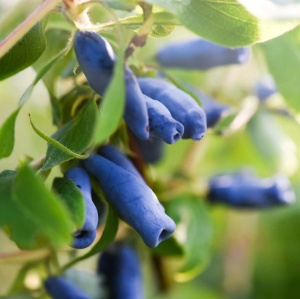 Afin Siberian Kamtschatica - Boaba de Miere – Pom Fructifer Rezistent, cu Fructe Delicioase și Sănătoase - Aqua Flowers - Img 2