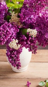 Arbore/arbust - Liliac (Syringa) - Ghiveci 2L - înălțime la livrare 70-90cm - Aqua Flowers - Img 3