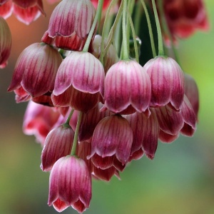 Arbust ornamental - Arbust cu clopotei - Enkianthus campanulatus - Img 2