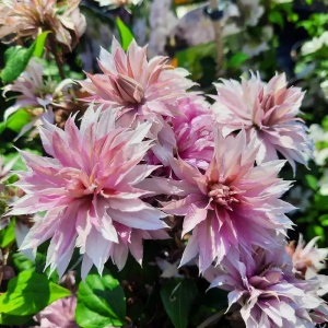 Arbust ornamental - Clematis - Multi Pink - Ghiveci 2L