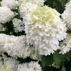 Arbust ornamental - Hortensia - Grandiflora Copac - ghiveci P9 - Aqua Flowers - Img 2