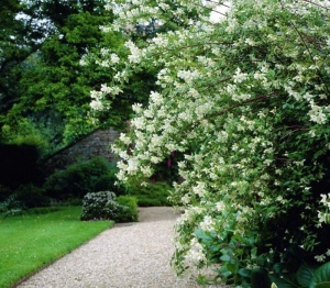 Arbust ornamental - Iasomie de grădină - Philadelphus Lemoniei -ghiveci 2l - Img 3