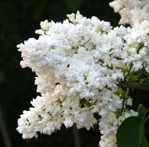 Arbust ornamental - Liliac Monique Lemoine - rădăcină ambalată - Aqua Flowers