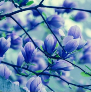 Arbust ornamental - Magnolia Blue Opal - Ghiveci - Aqua Flowers - Img 3