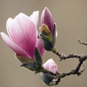 Arbust ornamental - Magnolia - Susan - ghiveci 2L - Aqua Flowers - Img 2