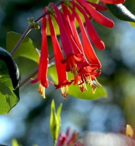 Arbust ornamental - Mâna Maicii Domnului / Caprifoi Lonicera Scarlet – Ghiveci - Aqua Flowers - Img 1