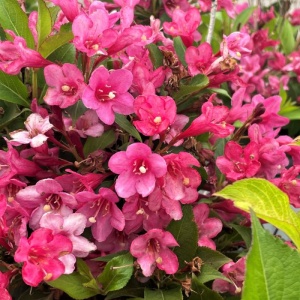 Arbust ornamental - Weigela - Pink - Img 3