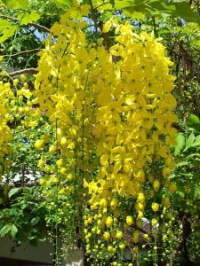 Arbust ornamental - Wisteria Galbenă - Yeloow - Ghiveci 2L - Img 4