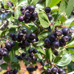 Aronia Pomisor – Ghiveci 3L - H 120 - 130 cm - Img 2