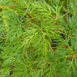 Artar Japonez - Acer P Dissectum Emerald Lace - Ghiveci 3L - H 80 - 95 cm - Img 2