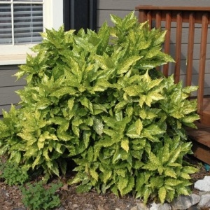Aucuba Japonica – Pomul de Aur - Ghiveci 2 L - Img 4