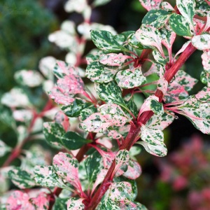 Berberis Natazsa – Ghiveci P13