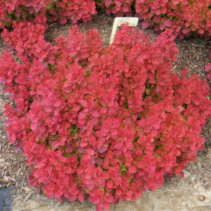 Berberis Ruby Star – Ghiveci 2L - Img 2