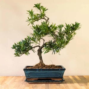 Bonsai Podocarpus - Aqua Flowers - Img 1
