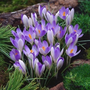 Branduse - Crocus - Vanguard Pachet 5 Bulbi