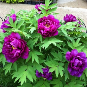 Bujor arbustiv Cai Hui - ghiveci 3L