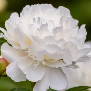 Bujor - Duchesse De Nemours – Pachet 1 rădăcină - Aqua Flowers - Img 1