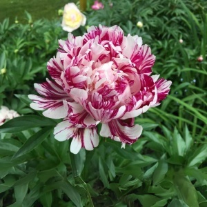 Bulb Bujor - Candy Stripe