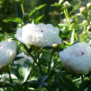 Bulb Bujor -Festiva Maxima - Img 3