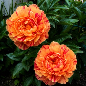 Bulb Bujor- Fire Kiss-1Rizom