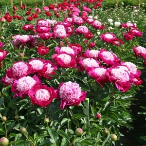 Bulb Bujor - Prismatic Delight - Img 2
