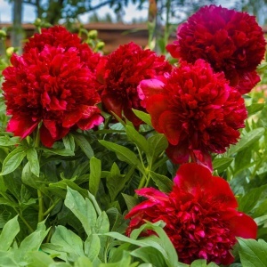 Bulb Bujor - Red Charm-1Rizom - Img 2