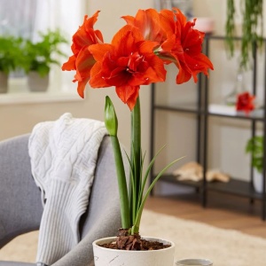 Bulbi Amaryllis - Double Orange - 1 bulb