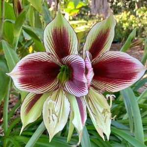 Bulbi Amaryllis - Papilio - 1 bulb
