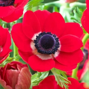 Bulbi Anemone Bicolor - Pachet 10 Bulbi