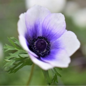 Bulbi Anemone Blueberry - Pachet 10 Bulbi